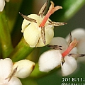 Scyphiphora hydrophylacea (Yamstick Mangrove) occurs in Cairns, Australia<br />Canon KDX (400D) + EFS60 F2.8